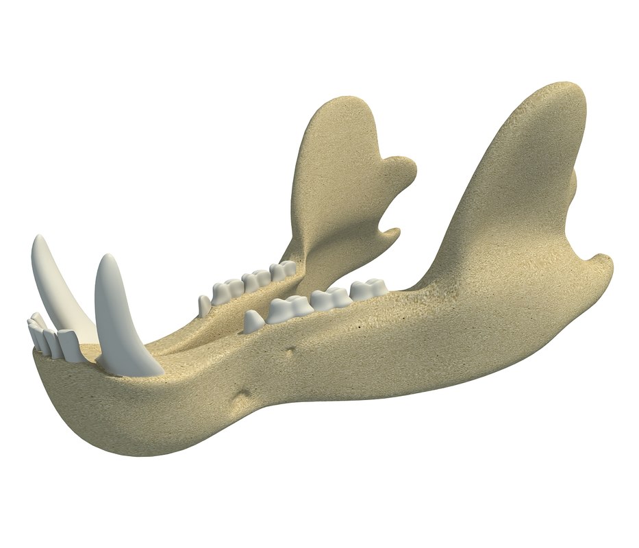 Челюсть 3д модель. 3d модель челюсти. 3d модель челюсть медведя.