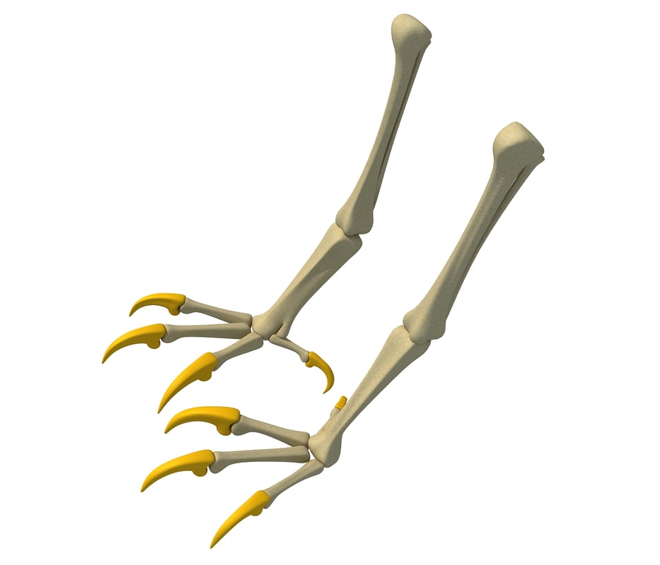 3D bald eagle claws skeleton - TurboSquid 1178000