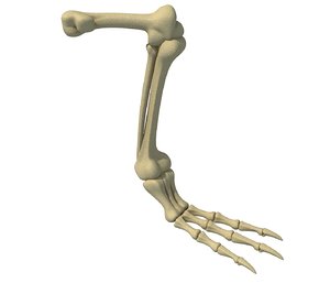 3D model bird leg skeleton