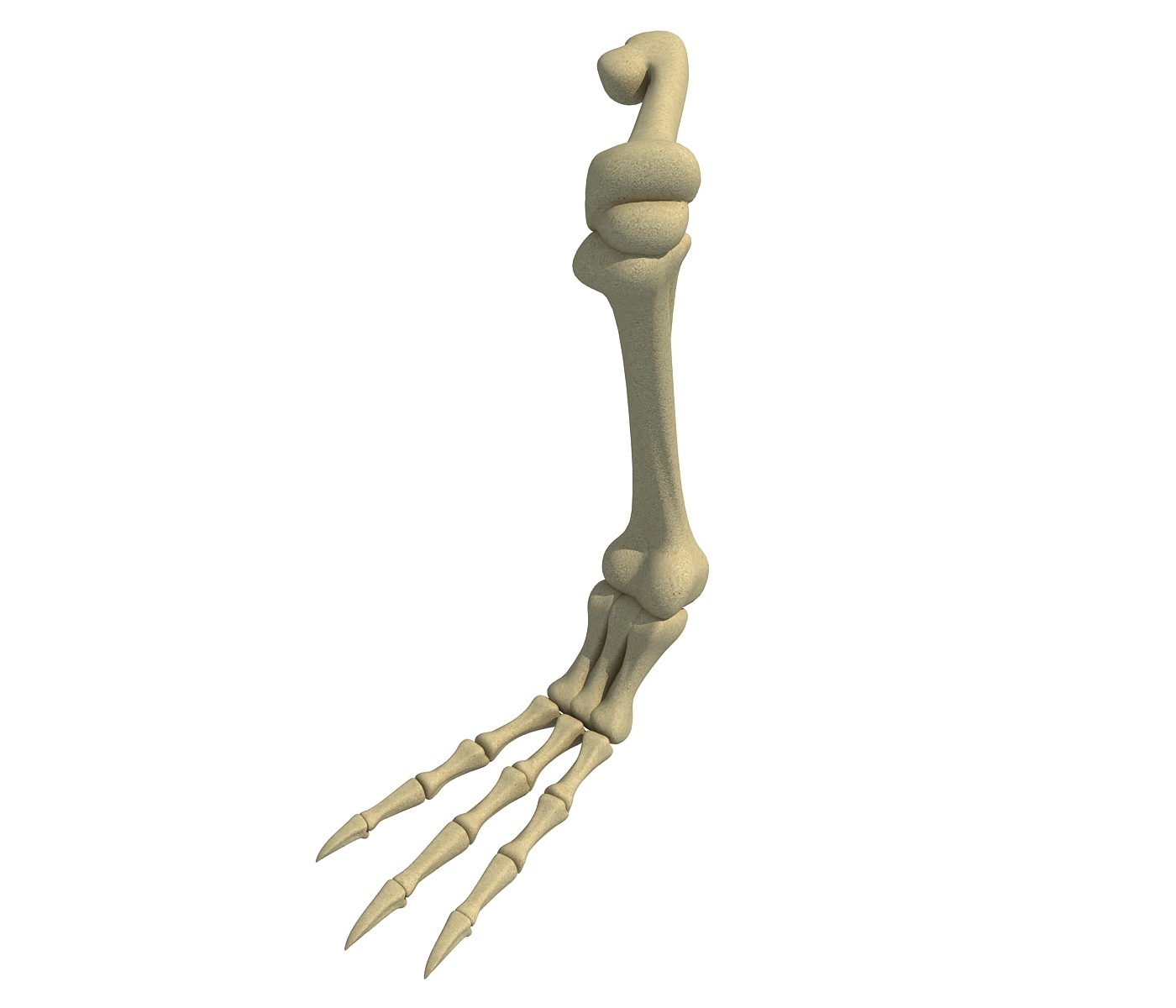 3d Model Bird Leg Skeleton Turbosquid 1178005