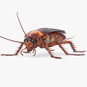 3d Roach Models Turbosquid