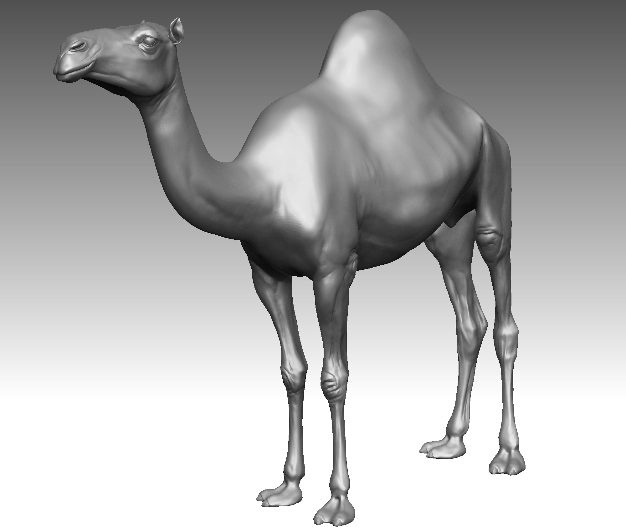骆驼现实(1)3d模型