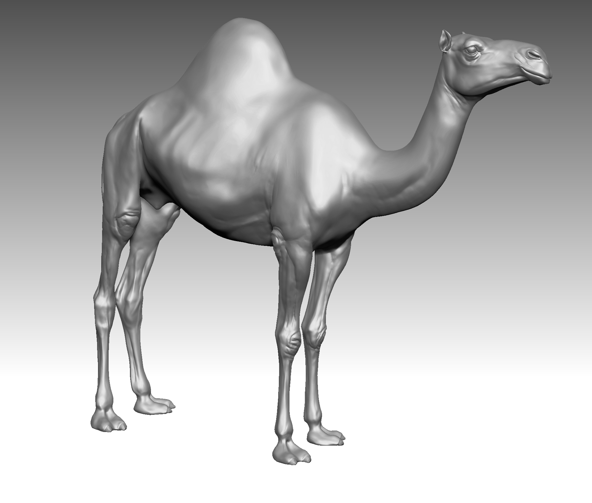 骆驼现实(1)3d模型