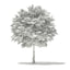 3D model volume 76 trees x