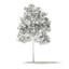 3D model volume 76 trees x