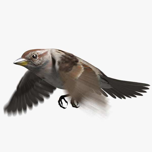 american tree sparrow animation 3D model