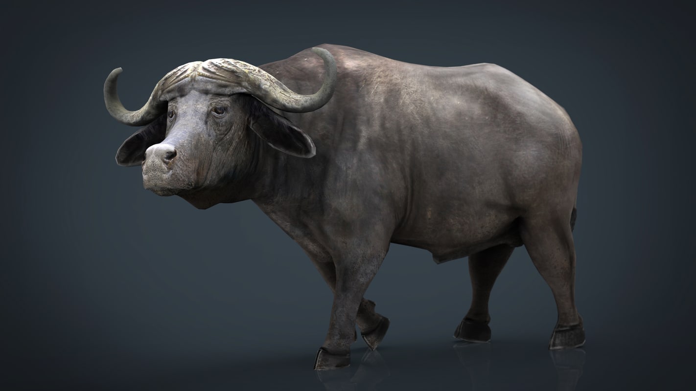 African buffalo 3D model TurboSquid 1178604