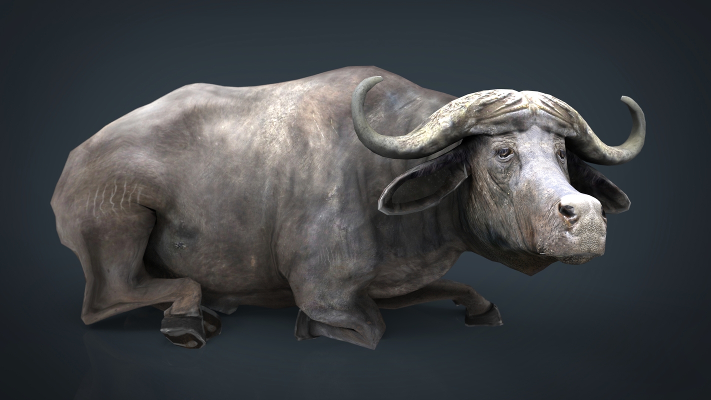 African buffalo 3D model - TurboSquid 1178604