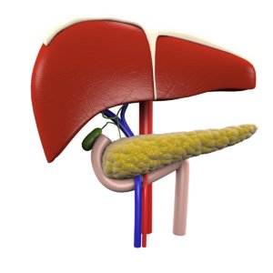 3D model realistic organs liver