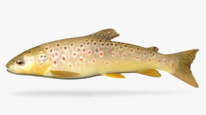 brown trout 3D model