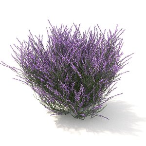 violet heather 3D