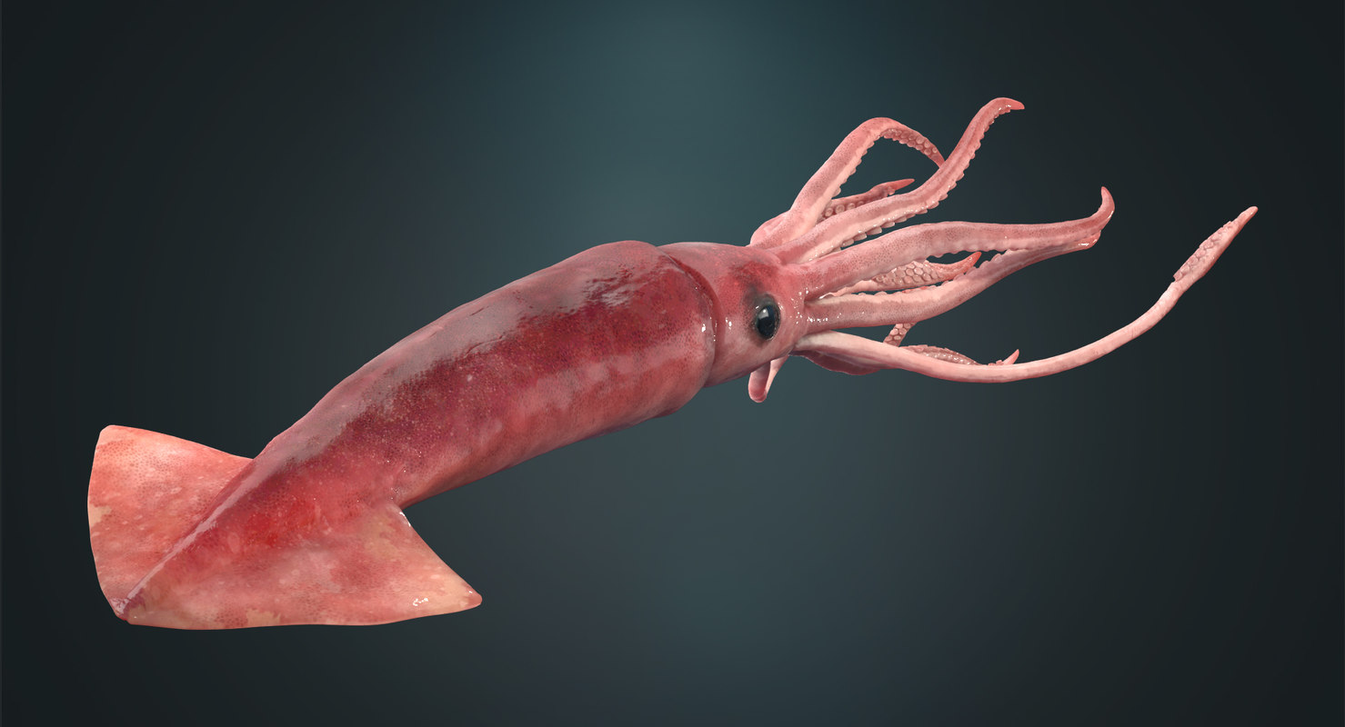 3d Squid Rigged - Turbosquid 1178827