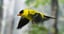 american goldfinch animation 3D model