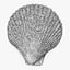 3D seashell sea shell