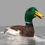 mallard duck 3D