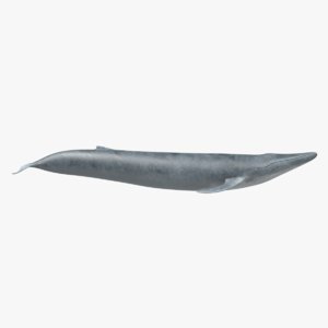 3D blue whale