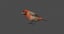 3D house finch animation