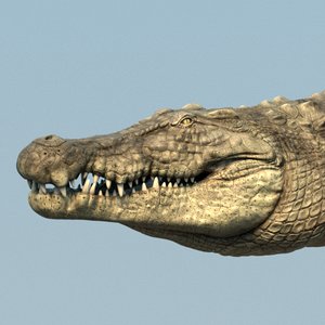 crocodile rig 3D model