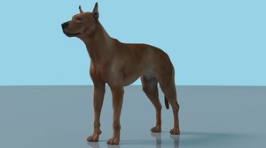 german pinscher dog rigged 3D model