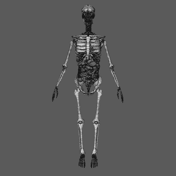 3D model anatomy male skeleton included Biology Diagrams