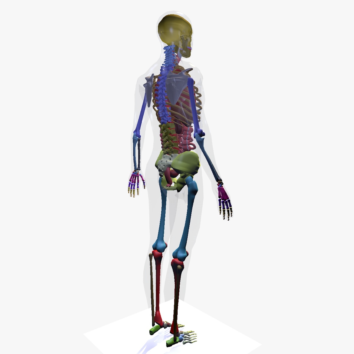 3D model anatomy male skeleton included Biology Diagrams