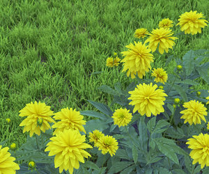 flowerbed rudbeckia dissected 3D model