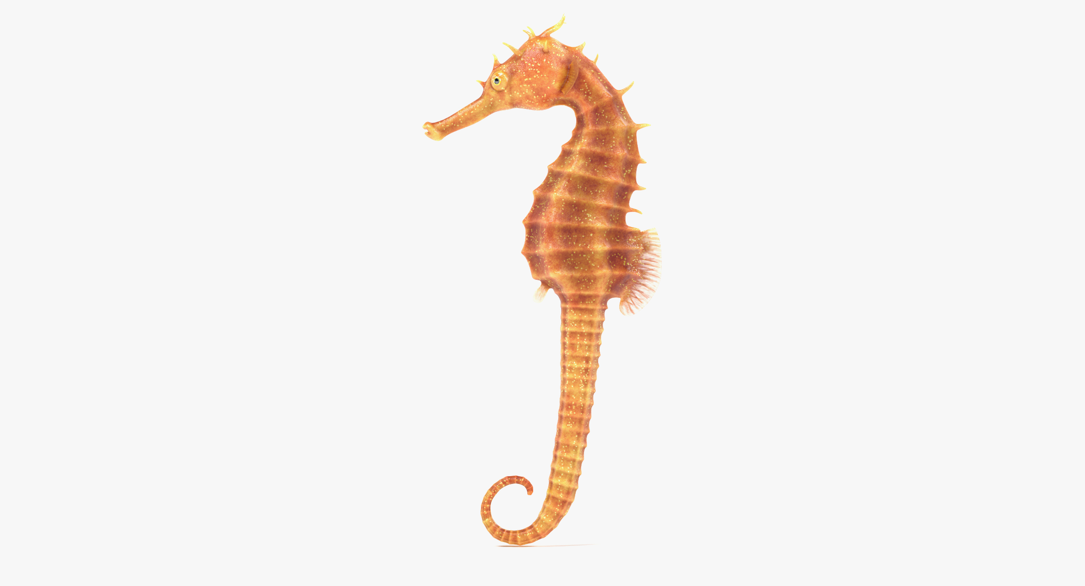 3d model long-snouted seahorse - turbosquid 1182517