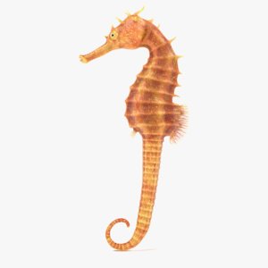 3D long-snouted seahorse rigged