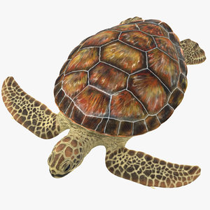 3D model sea turtle stemcell