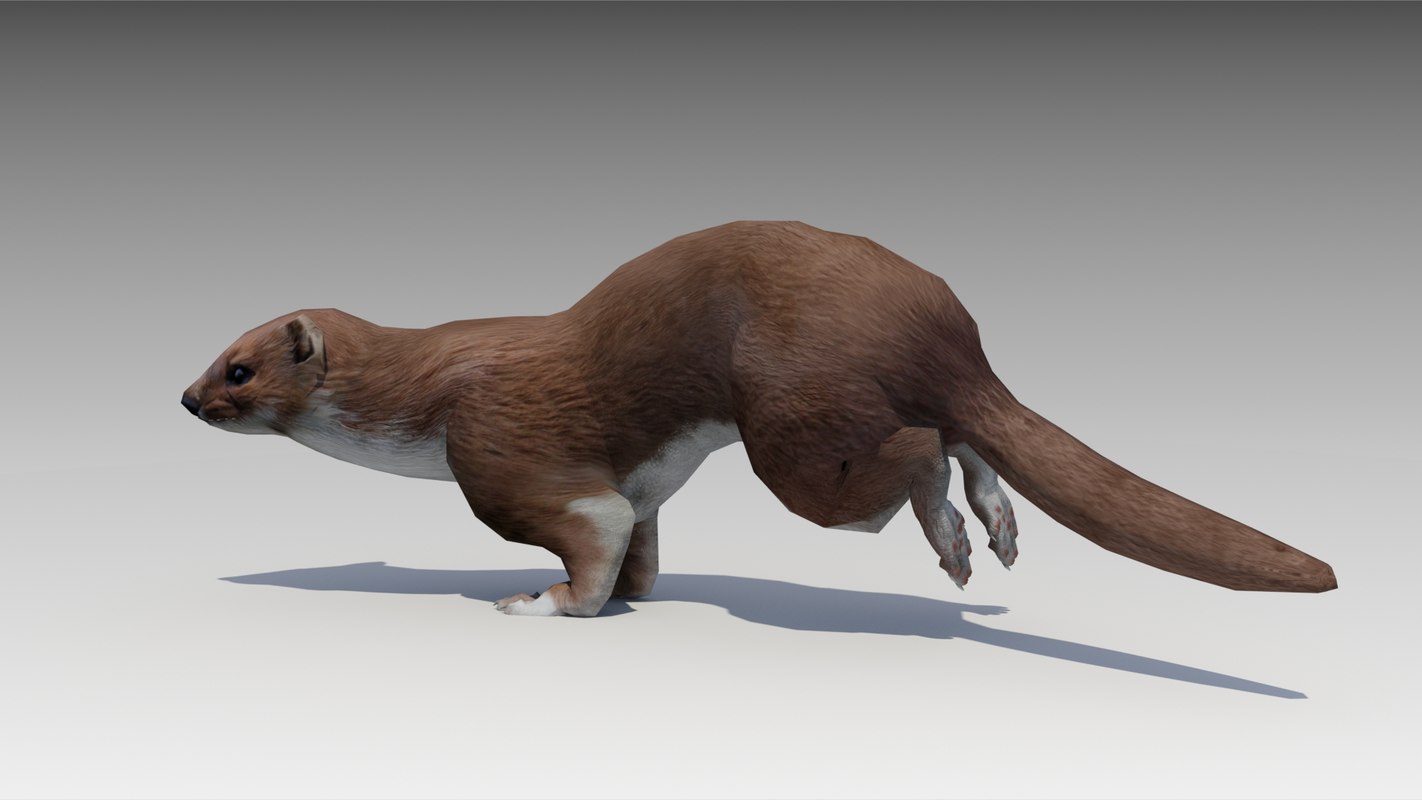 3d Weasel Model Turbosquid 1184225