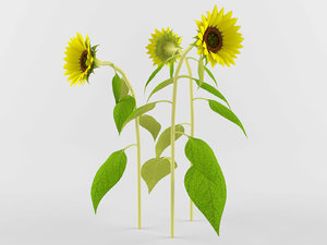 3D model realistic sunflower