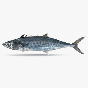 3D queenfish fish model