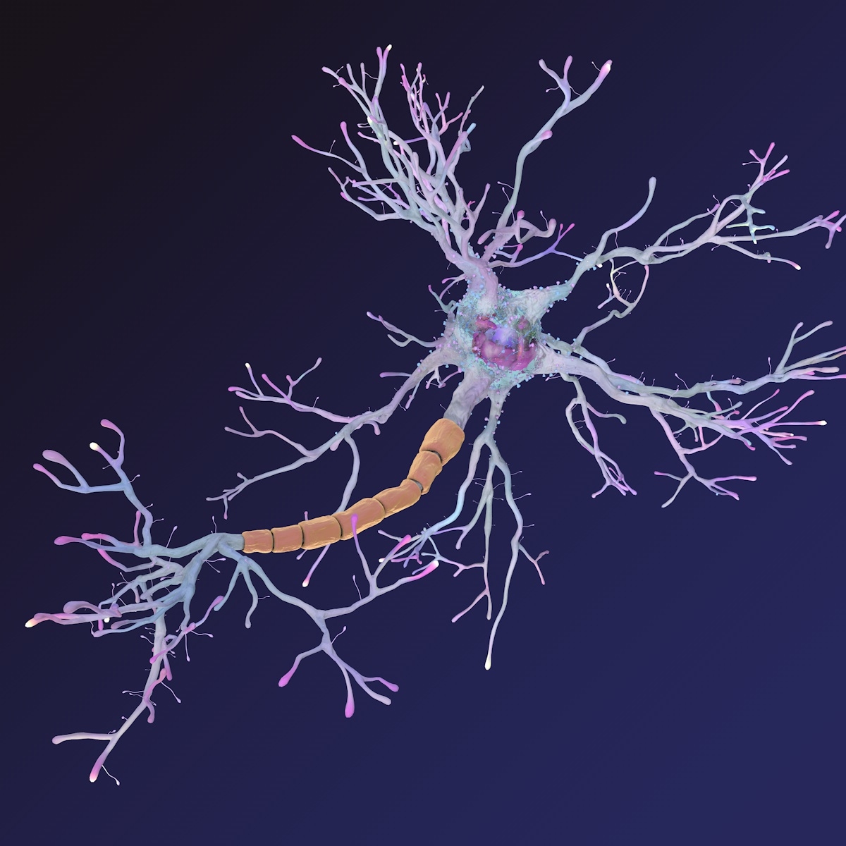 Neuron synapses receptors 3D model TurboSquid 1184448