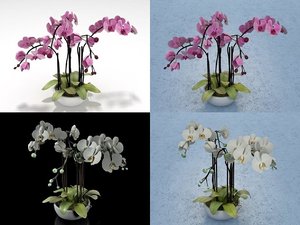 3D orchid n