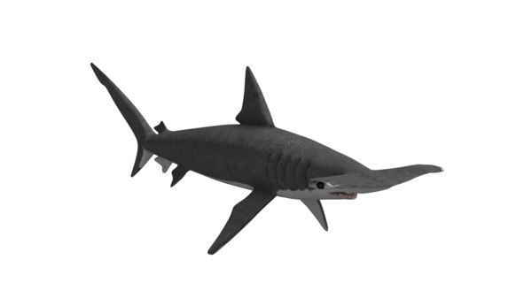 hammerhead shark 3d model
