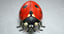 ladybug fur ornatrix 2 3D model