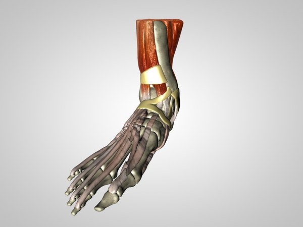 anatomy foot model