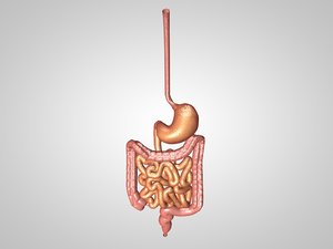 intestinal esophegus stomach model