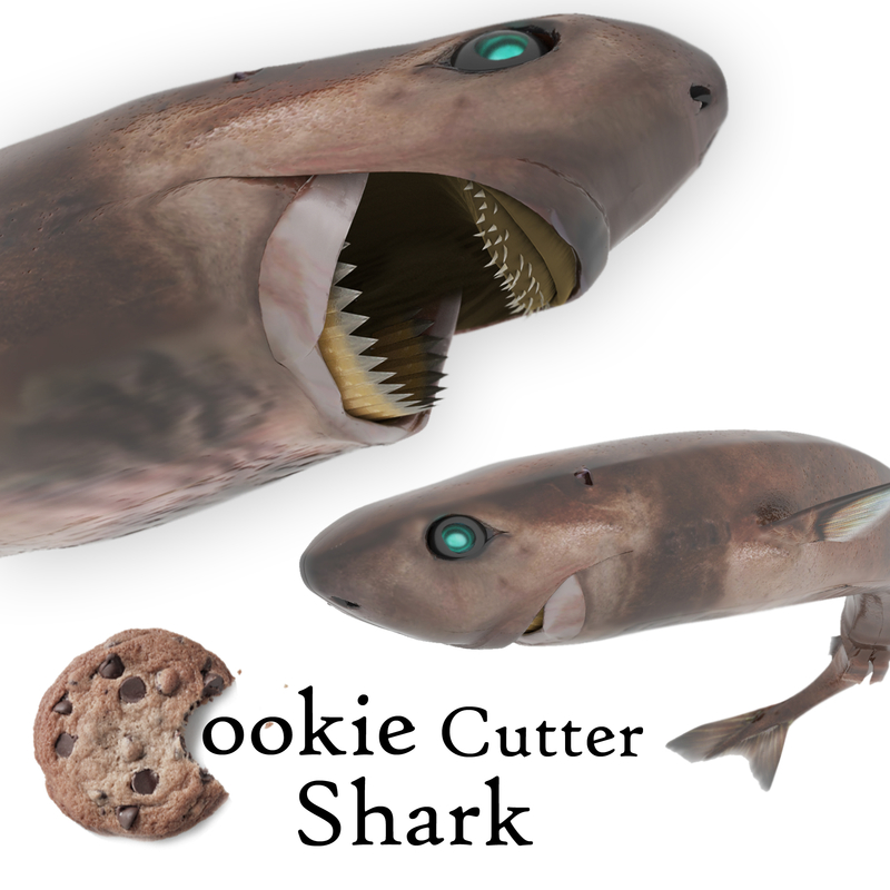 cookie cutter sharks