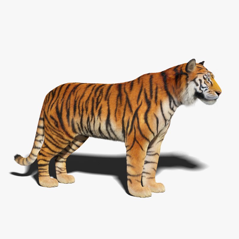  3D  tiger fur TurboSquid 1186803