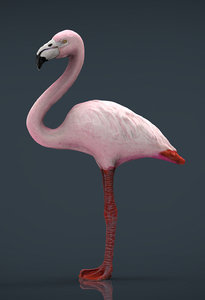 flamingo 3D