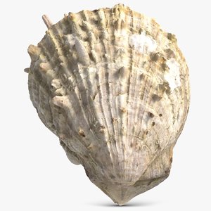 sea shell 3D
