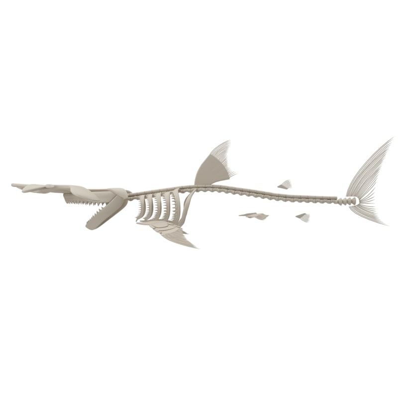 Hammerhead Skeleton Model - Turbosquid 1187777