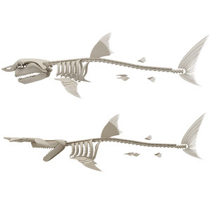 3D great white shark hammerhead model
