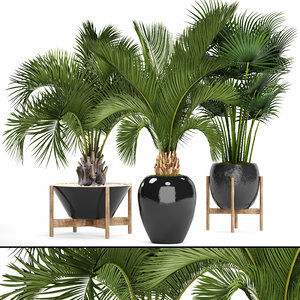 3D palms model
