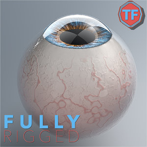 3D realist human eye rig model