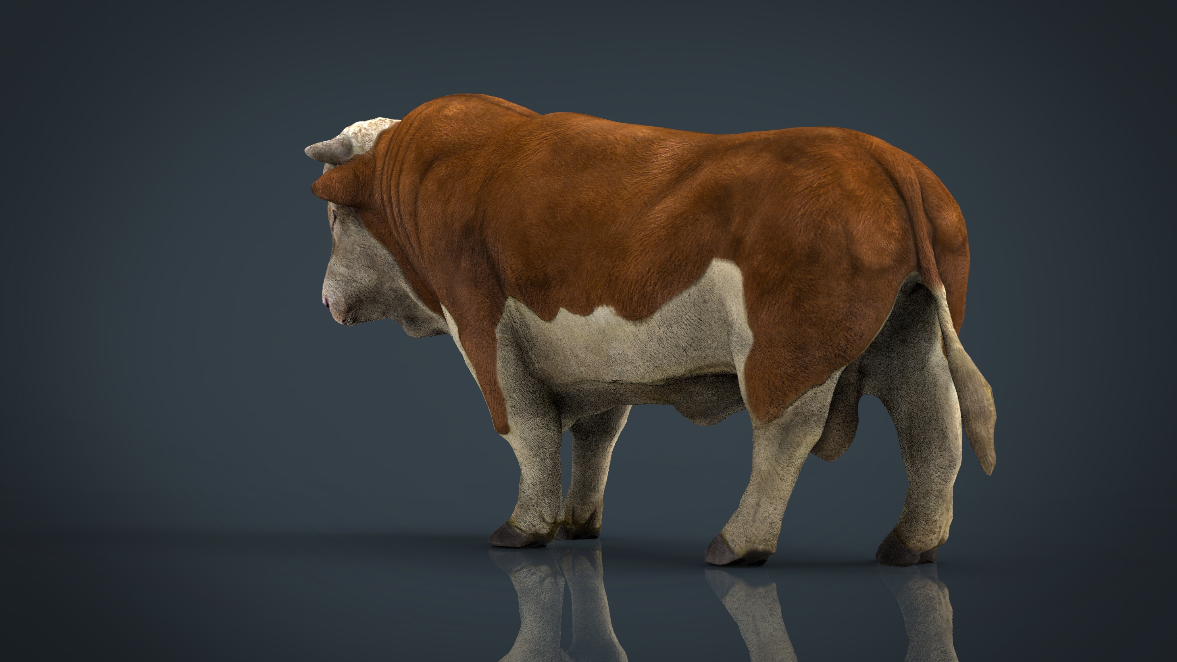 hereford bull 3d model
