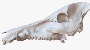 3D pork skull 500k raw