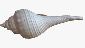 3D sea shell 1m raw model