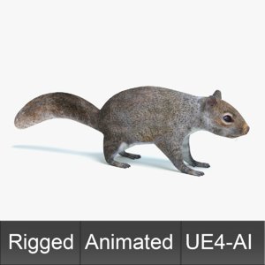 squirrel animations 3D
